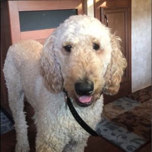 Meet your Posher, Chelsea